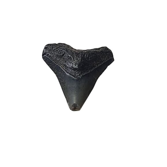 Wooden Tooth Fairy Box Engraved Rockaway Beach Oregon with Shark Tooth Fossil - Picture 4 of 10